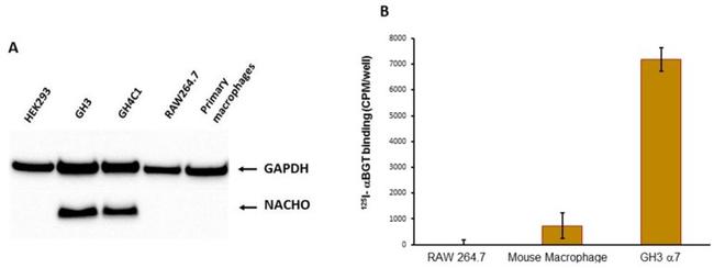 GAPDH Antibody in Western Blot (WB)