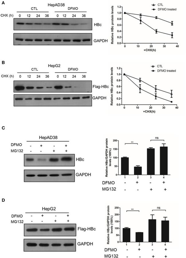 DYKDDDDK Tag Antibody in Western Blot (WB)