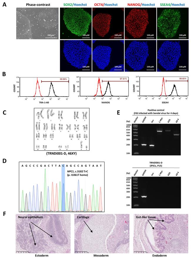 TRA-1-60 Antibody in Flow Cytometry (Flow)