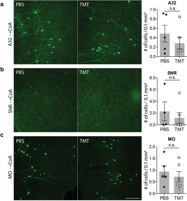 eGFP Antibody in Immunohistochemistry (IHC)