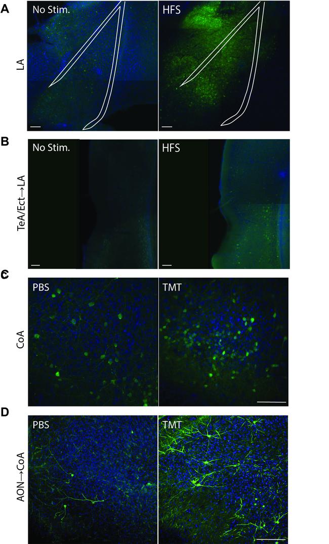 eGFP Antibody in Immunohistochemistry (IHC)