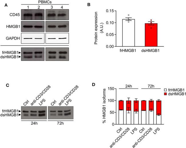 Thrombospondin 1 Antibody in Dot Blot (DB)