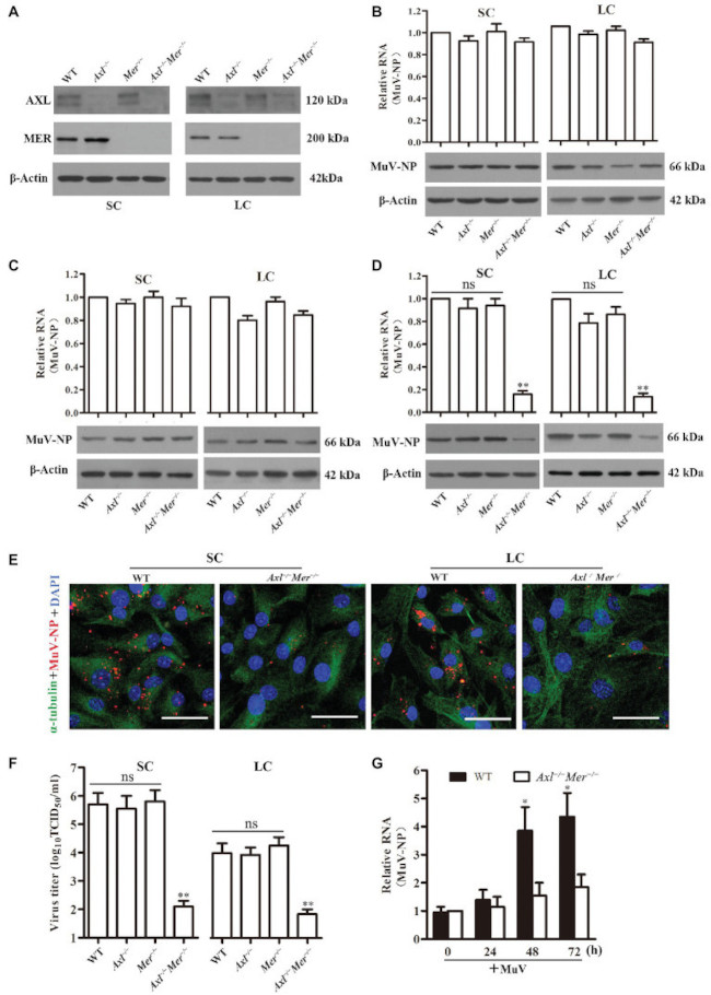 MERTK Antibody