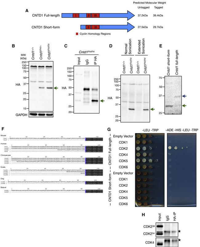 GAPDH Loading Control Antibody in Western Blot (WB)