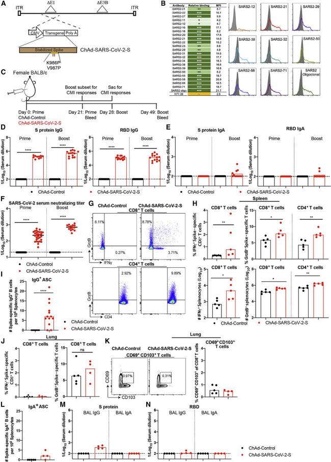 Granzyme B Antibody in Flow Cytometry (Flow)