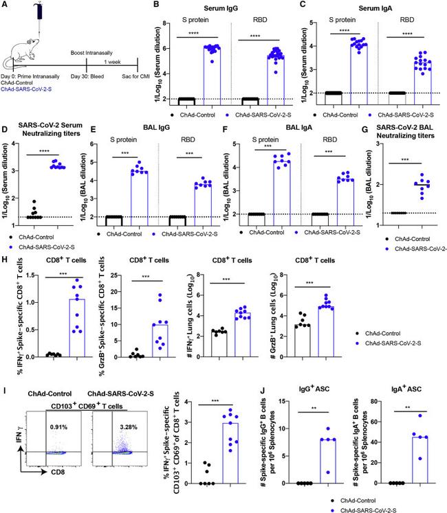 Granzyme B Antibody in Flow Cytometry (Flow)