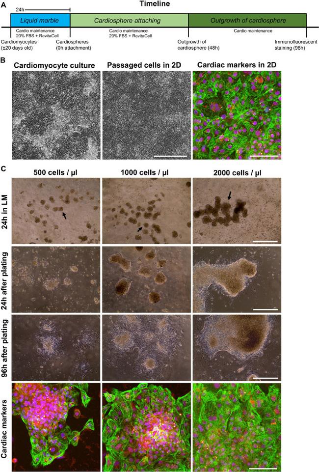 Cardiac Troponin T Antibody in Immunocytochemistry (ICC/IF)