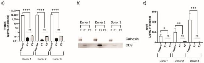 CD9 Antibody in Western Blot (WB)