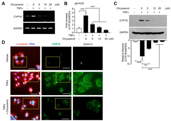 alpha/beta Tubulin Antibody in Immunocytochemistry (ICC/IF)