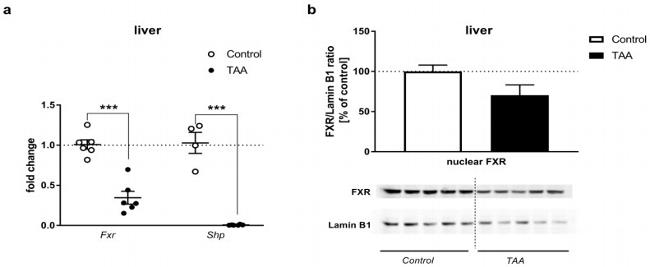 Lamin B1 Antibody in Western Blot (WB)