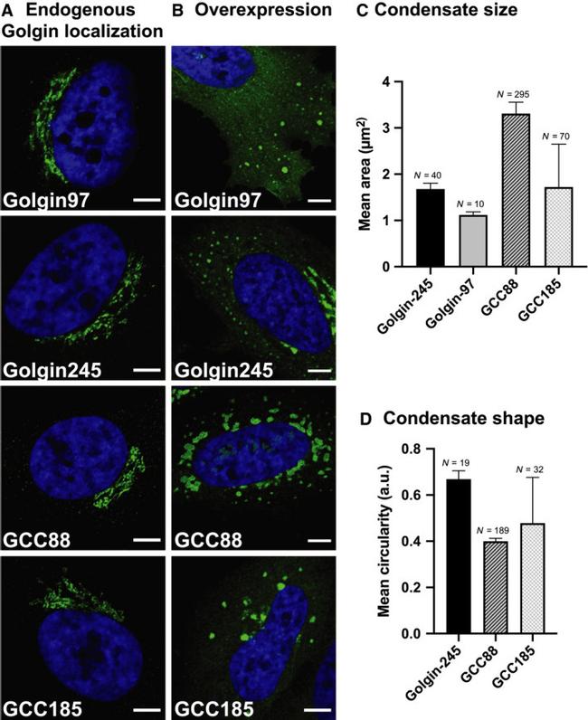 Golgin-97 Antibody in Immunocytochemistry (ICC/IF)