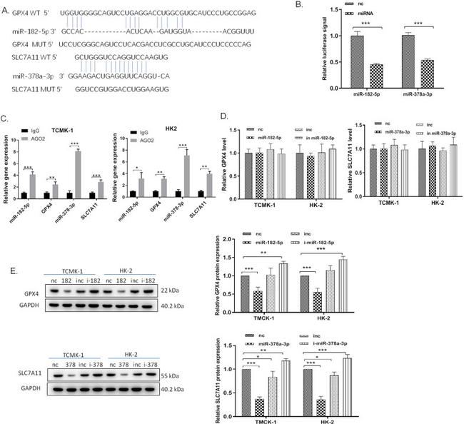 SLC7A11 Antibody in Western Blot (WB)