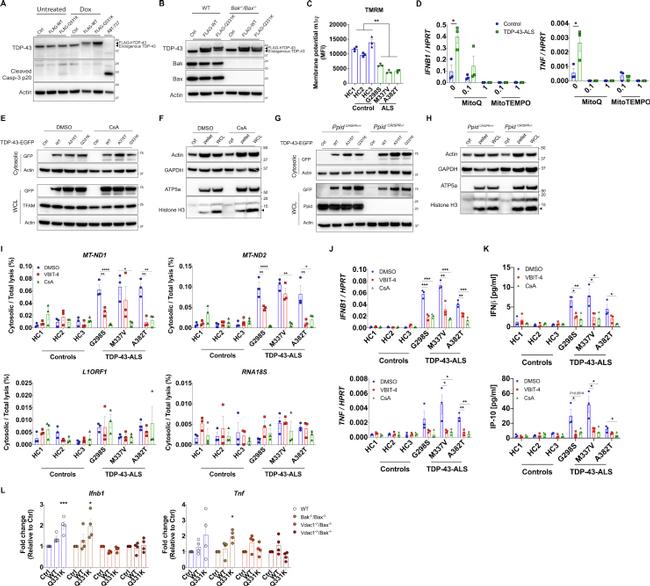 TDP-43 Antibody in Western Blot (WB)