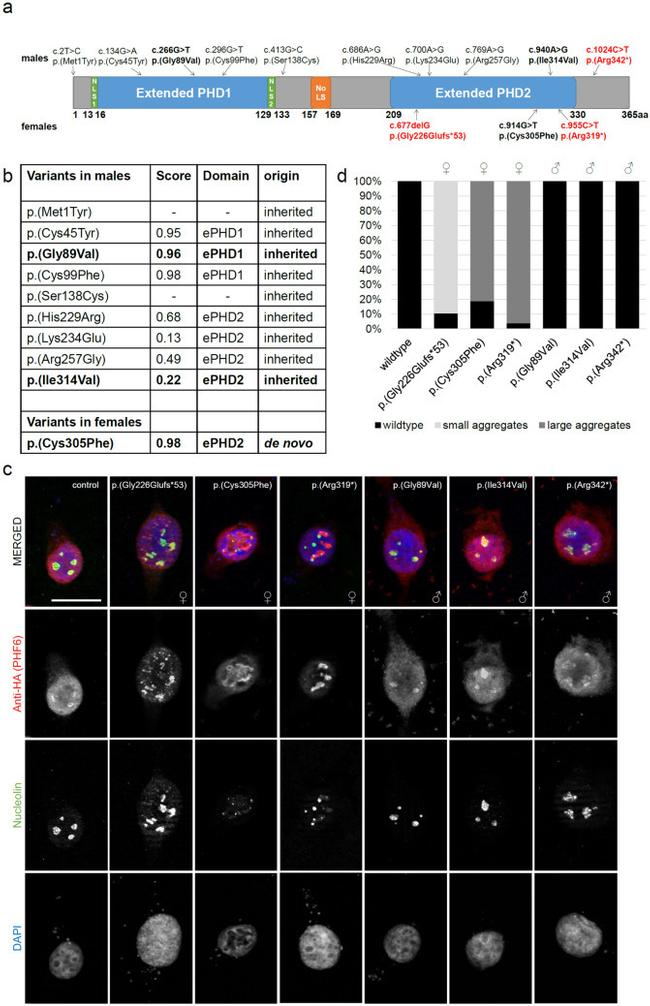 Nucleolin Antibody in Immunocytochemistry (ICC/IF)