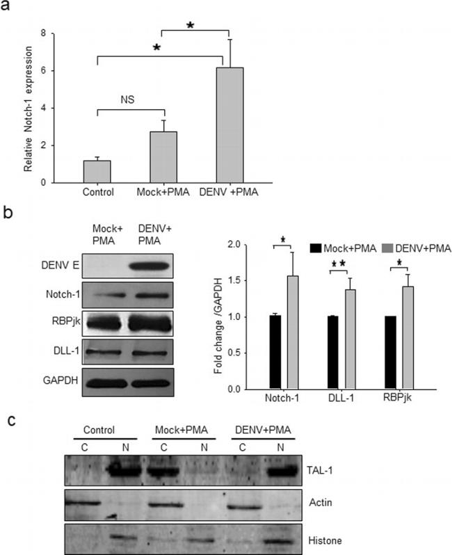 TAL1 Antibody in Western Blot (WB)