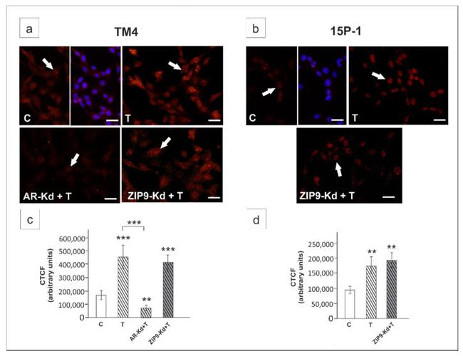 HEY1 Antibody in Immunocytochemistry (ICC/IF)