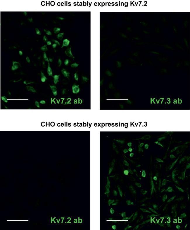 KCNQ2 Antibody in Immunocytochemistry, Immunohistochemistry (ICC/IF, IHC)