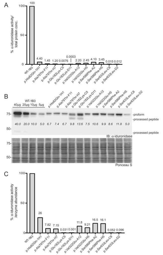 IDUA Antibody in Western Blot (WB)