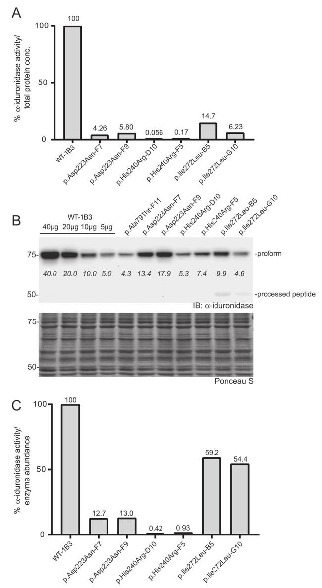 IDUA Antibody in Western Blot (WB)