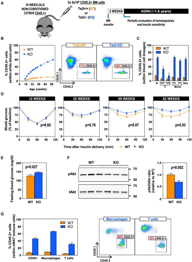 CD3e Antibody in Flow Cytometry (Flow)