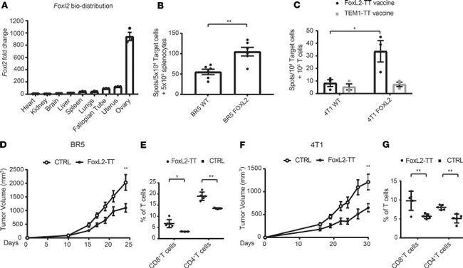 CD4 Antibody in Flow Cytometry (Flow)