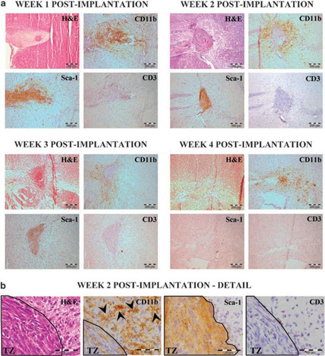 CD3e Antibody in Immunohistochemistry (IHC)