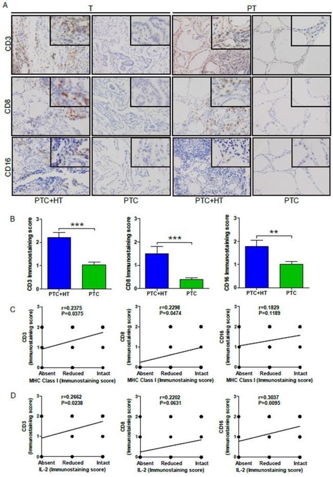 CD3 Antibody in Immunohistochemistry (IHC)