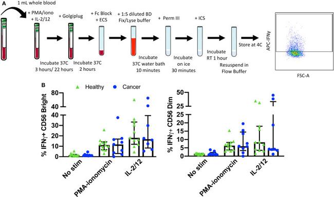 IFN gamma Antibody in Flow Cytometry (Flow)