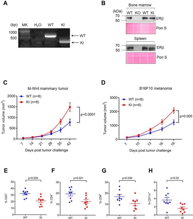 CD4 Antibody in Flow Cytometry (Flow)