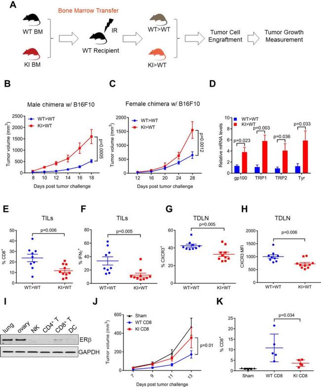 Estrogen Receptor Beta Antibody in Western Blot (WB)