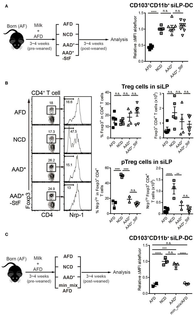 FOXP3 Antibody in Flow Cytometry (Flow)