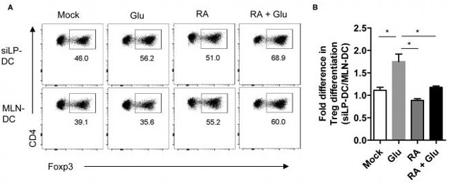 FOXP3 Antibody in Flow Cytometry (Flow)