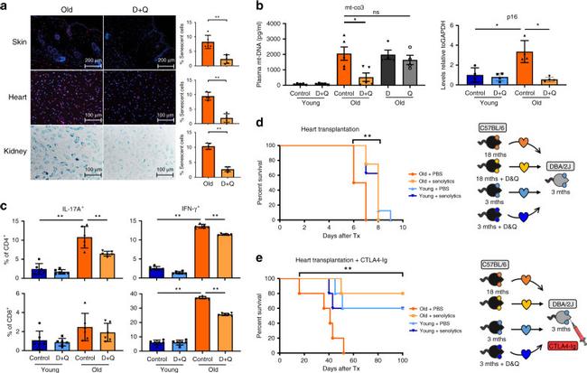 CD4 Antibody in Flow Cytometry (Flow)