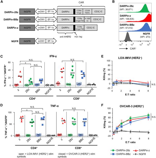 CD4 Antibody in Flow Cytometry (Flow)