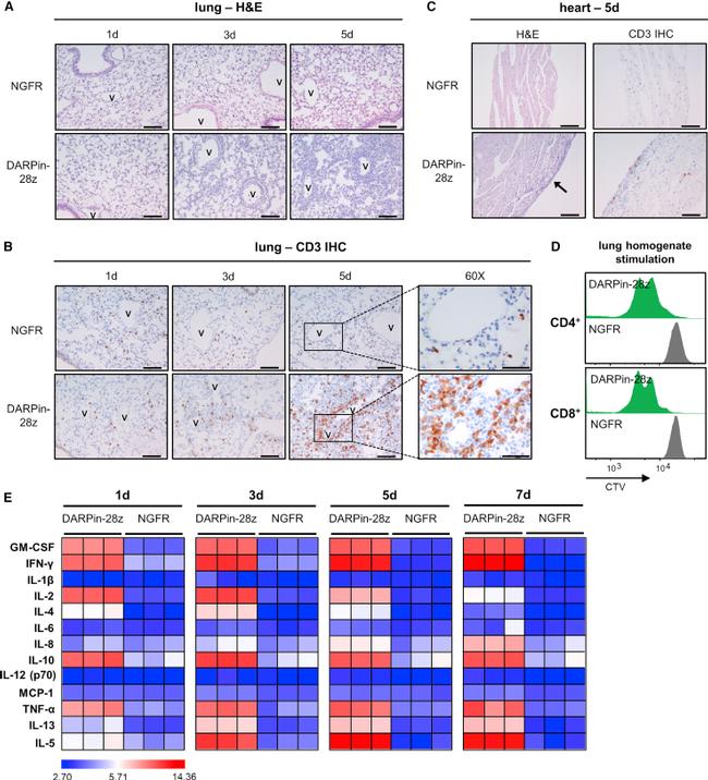 CD4 Antibody in Flow Cytometry (Flow)