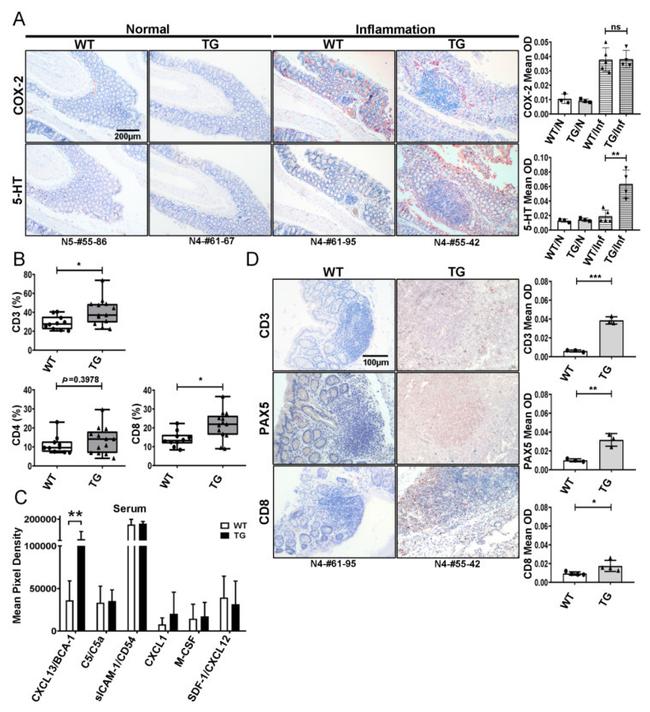 CD8a Antibody in Immunohistochemistry (IHC)