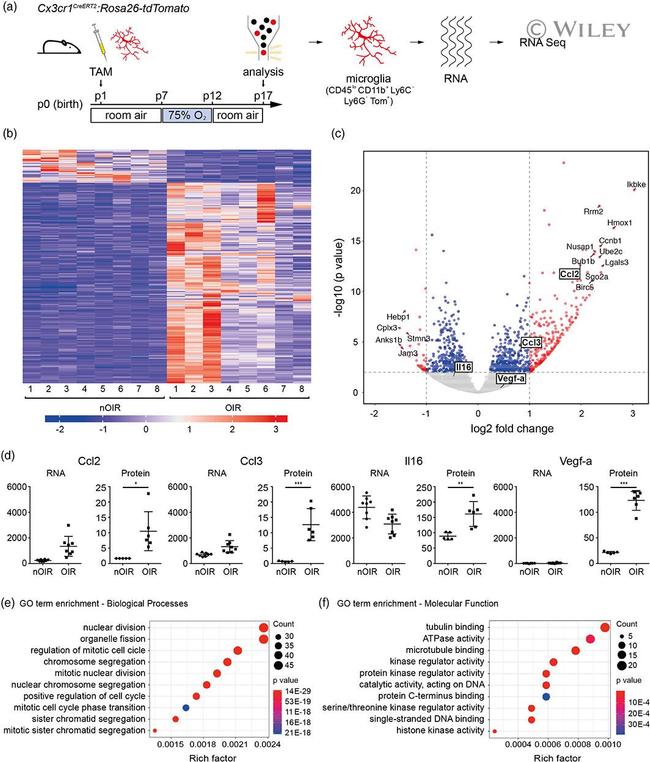 Ly-6C Antibody in Flow Cytometry (Flow)