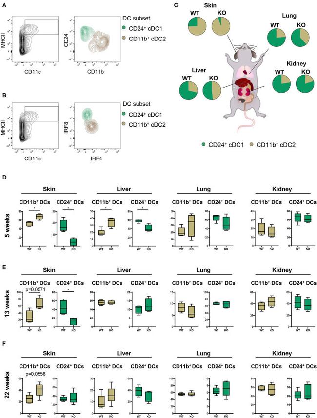 CD11b Antibody in Flow Cytometry (Flow)