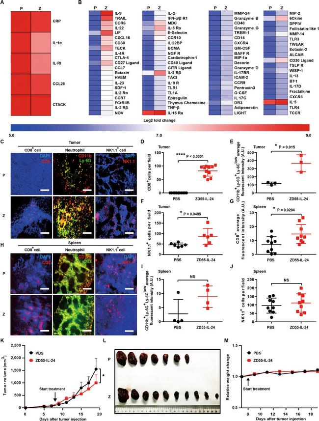 CD11b Antibody in Immunohistochemistry, Flow Cytometry (IHC, Flow)