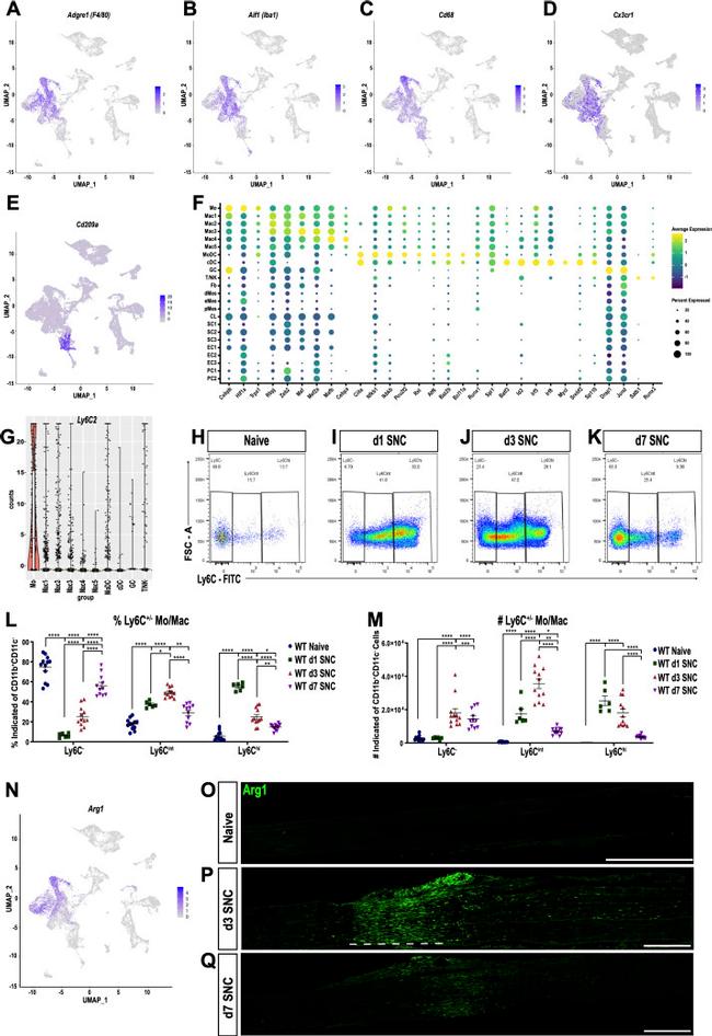 CD45 Antibody in Flow Cytometry (Flow)