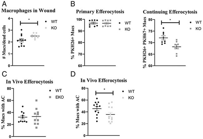 F4/80 Antibody in Flow Cytometry (Flow)