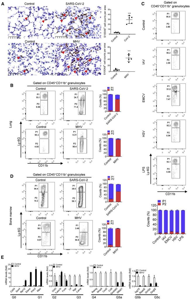 CD45 Antibody in Flow Cytometry (Flow)