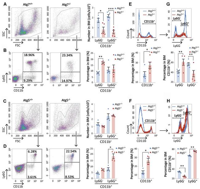 CD11b Antibody in Flow Cytometry (Flow)