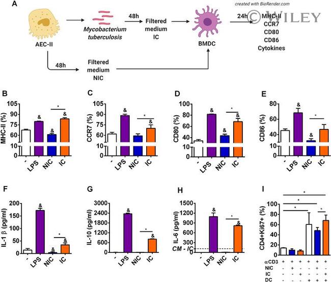 Ki-67 Antibody in Flow Cytometry (Flow)