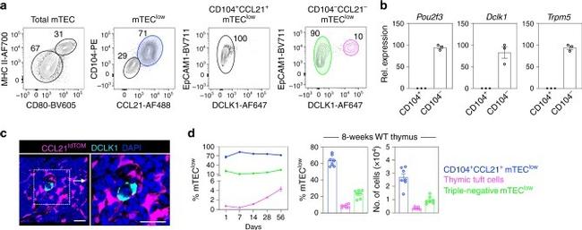 MHC Class II (I-A/I-E) Antibody in Flow Cytometry (Flow)