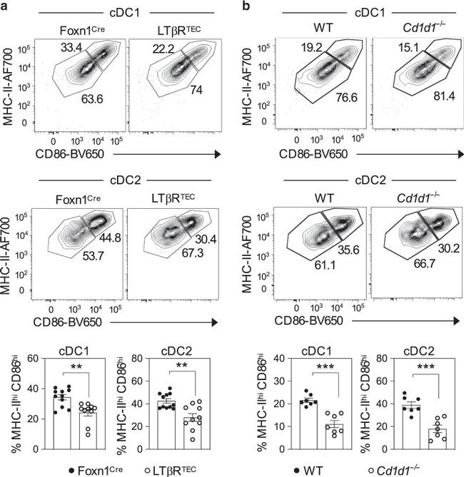 MHC Class II (I-A/I-E) Antibody in Flow Cytometry (Flow)