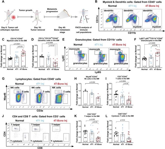 CD11c Antibody in Flow Cytometry (Flow)