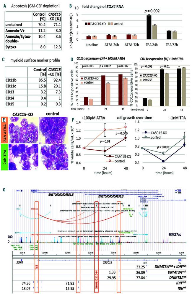 CD11c Antibody in Flow Cytometry (Flow)