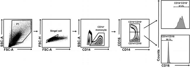 CD14 Antibody in Flow Cytometry (Flow)