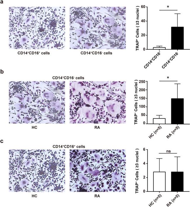 CD14 Antibody in Flow Cytometry (Flow)